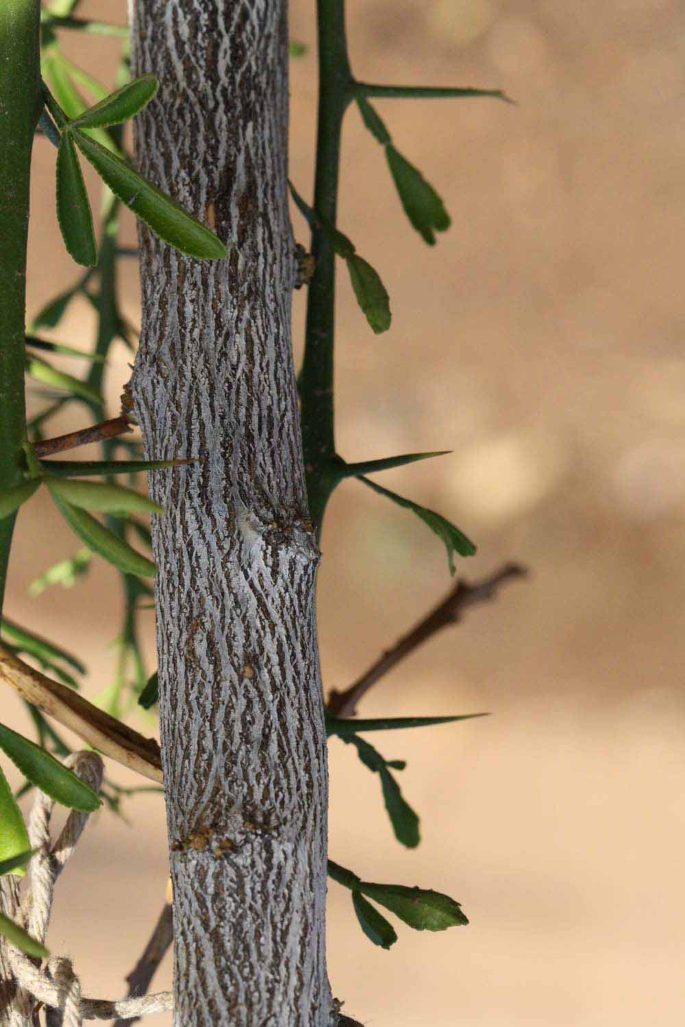              Second - third year twig and thorns (Riverside,   CA)       